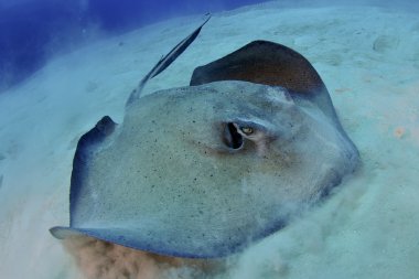 karıştırma stingray