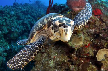 En yakın hawksbill