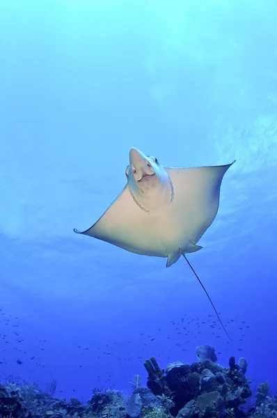 Eagle ray onderzijde — Stockfoto