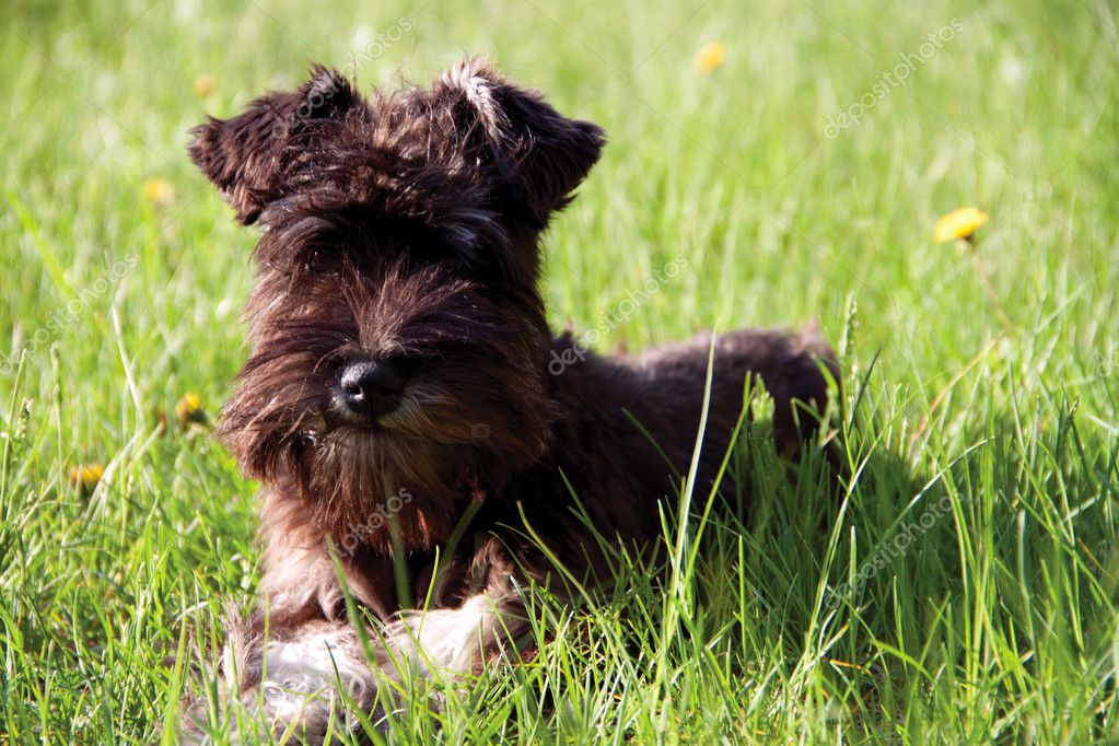 affenpinscher miniature schnauzer black and white miniature schnauzer walking outdoors u2014 stock photo affenpinscher miniature schnauzer black and white miniature schnauzer walking outdoors u2014 stock photo