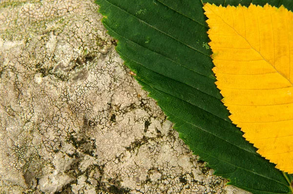 Fallen leaves on a stone — Stock Photo, Image