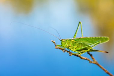 uzun boynuzlu çekirge - tettigoniidae veya katydids