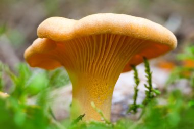 Cantharellus cibarius mantar