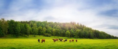 Cows on a field clipart