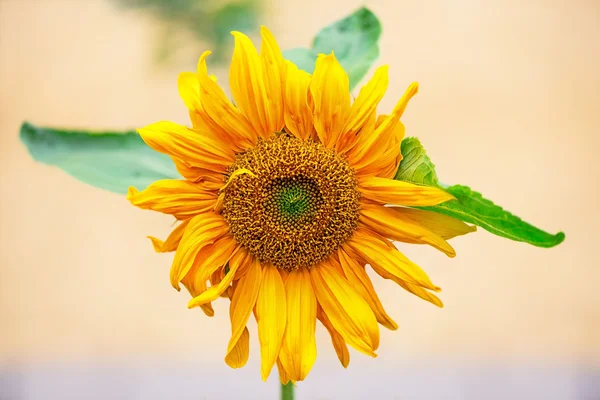 Sunflower from the front — Stock Photo, Image