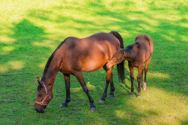 Cavalo com potro — Fotografia de Stock