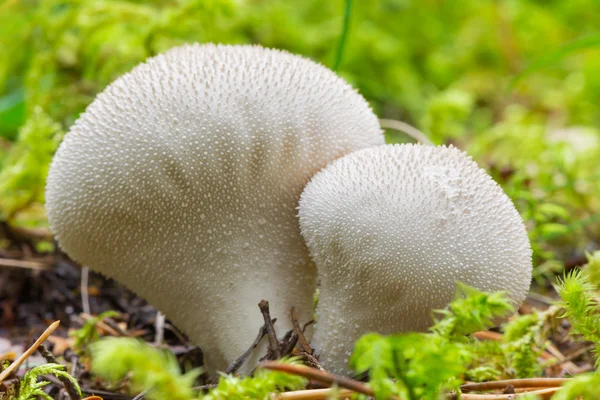 Common Puffball - Lycoperdon Perlatum — Stock Photo, Image