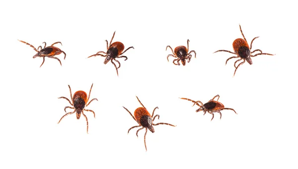 Ticks isolated on white — Stock Photo, Image