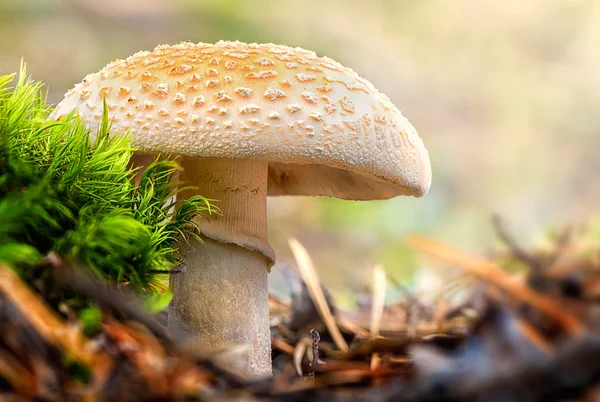 Mushroom, a False Death Cap — Stock Photo, Image