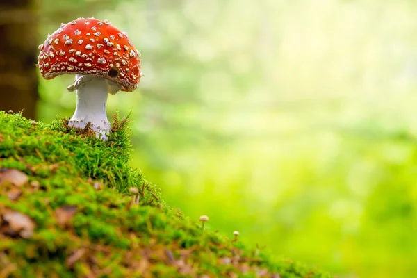 agaric, kırmızı ve beyaz sinek