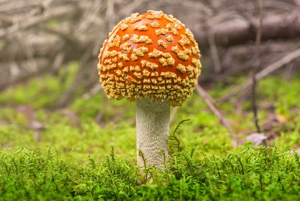 Amanita person i skogen — Stockfoto