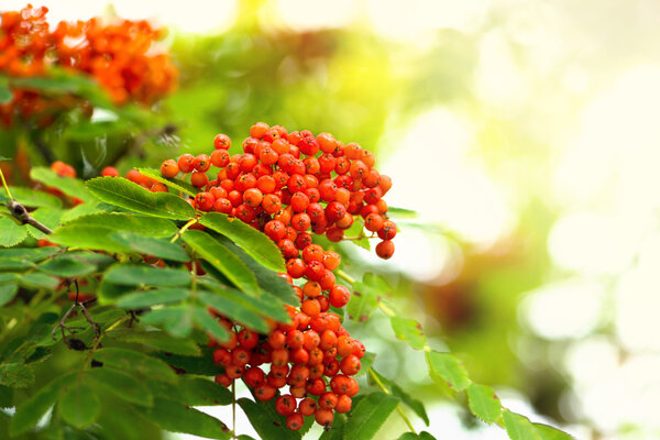 Rowan berries in sunlight