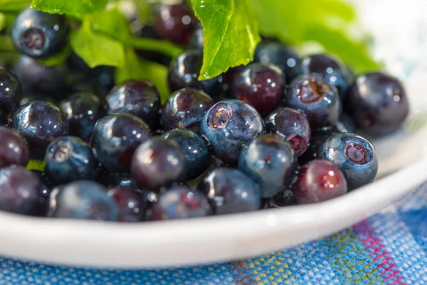 Blaubeeren — Stockfoto