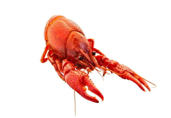 Crayfish isolated — Stock Photo, Image