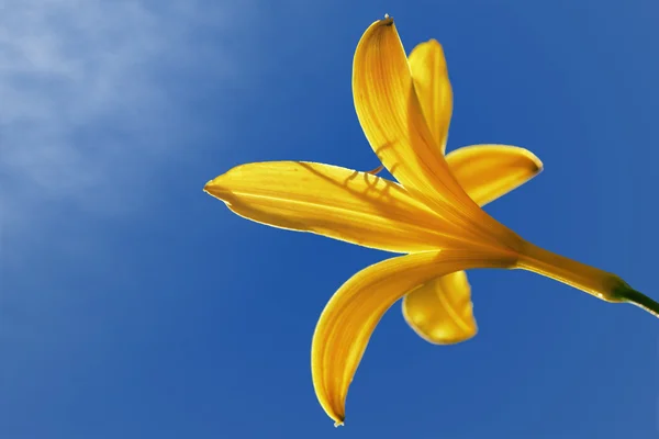 Daylily with a clear blue sky — Stock Photo, Image