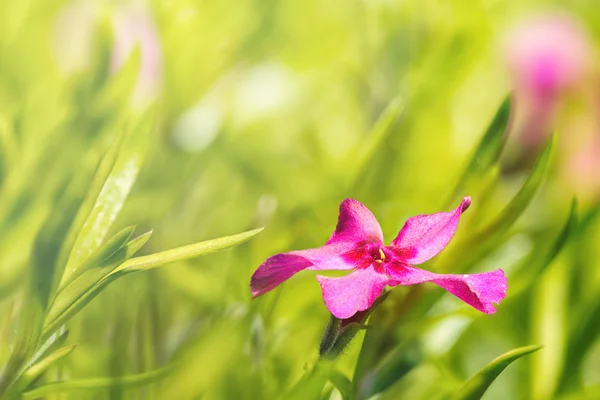 Roze lily in groene gras — Stockfoto