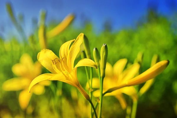 Lírio do dia amarelo ou Hemerocallis — Fotografia de Stock