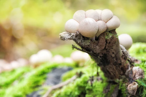 Bunch of puffball mushrooms — Stock Photo, Image