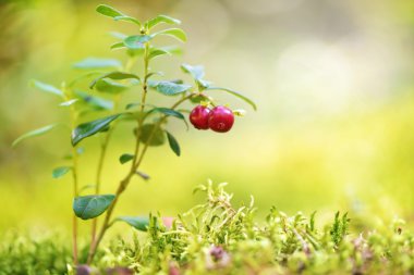 ormanda bir yeşil yağdırdığı arka planda cowberries