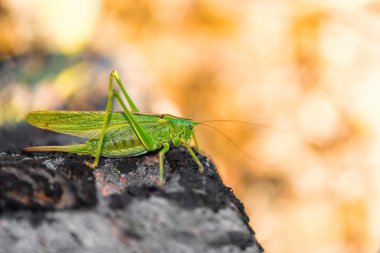 gri bir taş üzerinde kriket