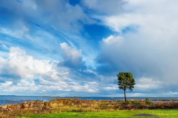 Самотнє дерево на морі — стокове фото
