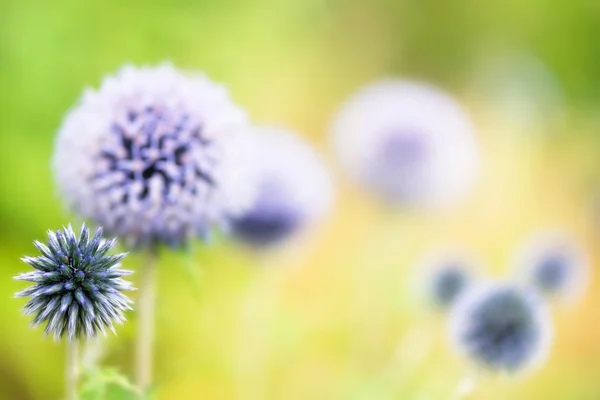 부추 꽃 — 스톡 사진