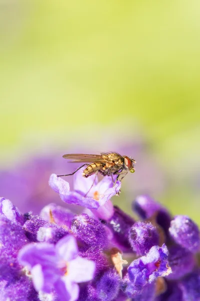 Fly resting on a lavender color flower — Stock Photo, Image