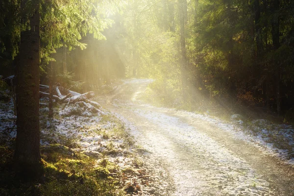 Estrada florestal com neve — Fotografia de Stock