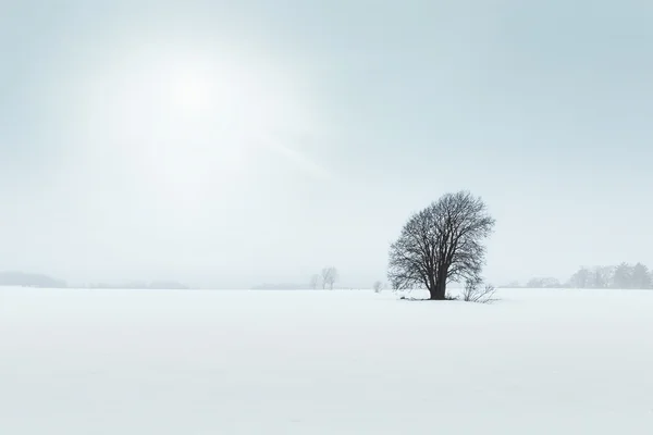 Árbol viejo en un campo, escena de invierno —  Fotos de Stock