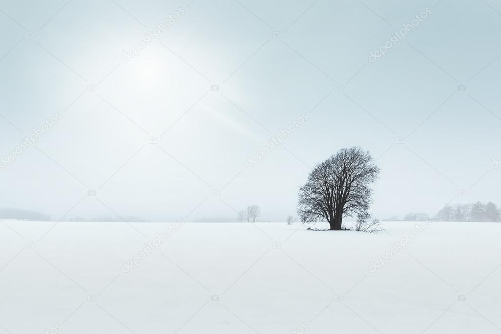 Old tree in a field, winter scene