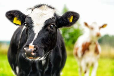Calf Portrait of two curious cows clipart