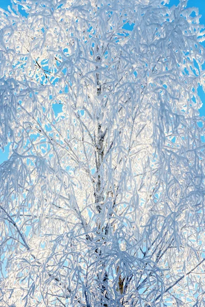 Мороз покрывает голые ветви деревьев — стоковое фото
