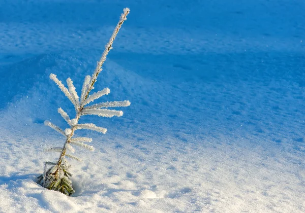 Planta perenne en invierno — Foto de Stock