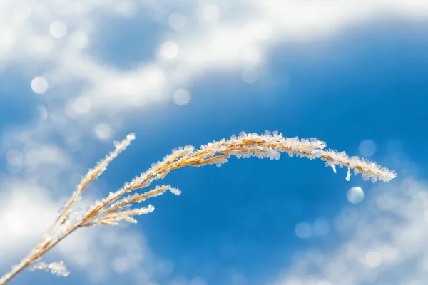 Paja congelada en invierno — Foto de Stock