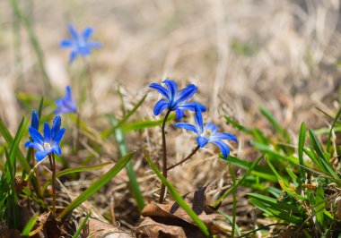 çim zemin üzerinde mavi çiçek