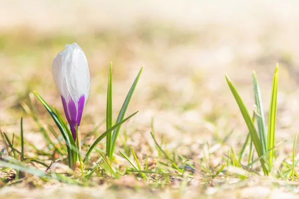Jeden fioletowy krokus na trawie — Zdjęcie stockowe