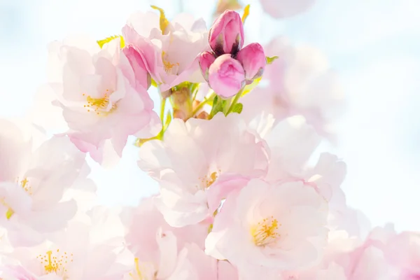 Kiraz çiçeği, sakura çiçekler — Stok fotoğraf