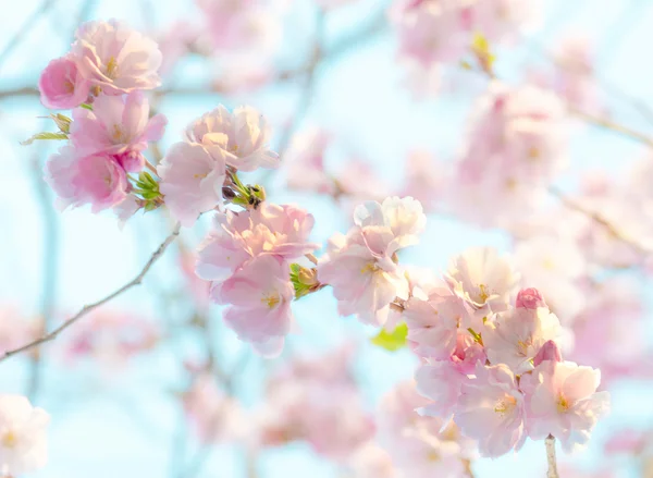 Japán virágzó cseresznye - Prunus Serrula — Stock Fotó