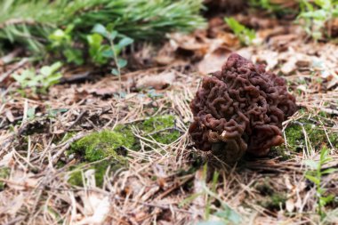 Taş Morel mantarlı (Gyromitra esculenta)