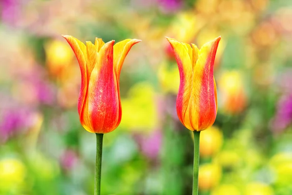 Dos tulipanes coloridos — Foto de Stock