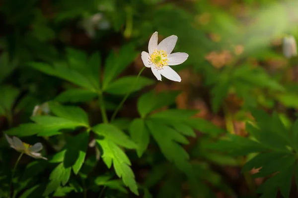 Anemone di legno in primavera — Foto Stock