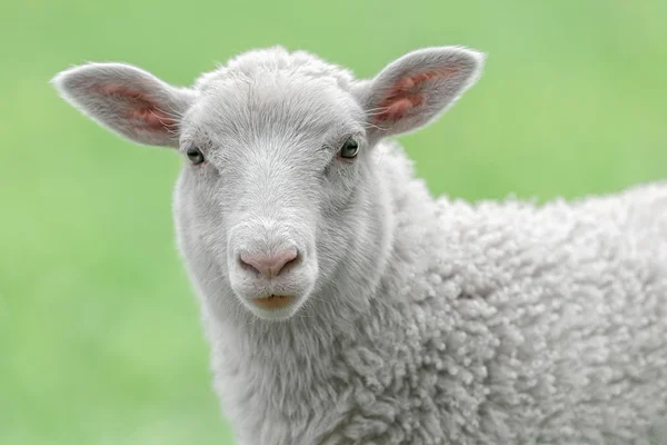 Face of a cute white lamb — Stock Photo, Image