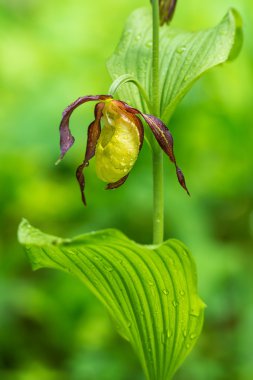 Lady's terlik orkide - Cypripedium calceolus