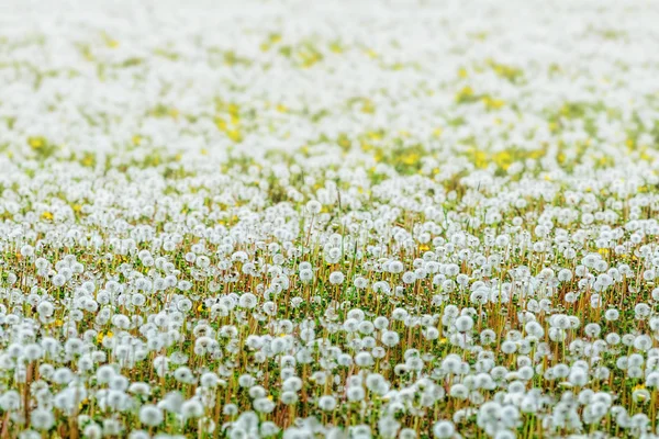 Campo de diente de león — Foto de Stock