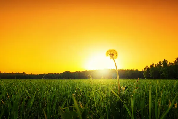 karahindiba çim alan