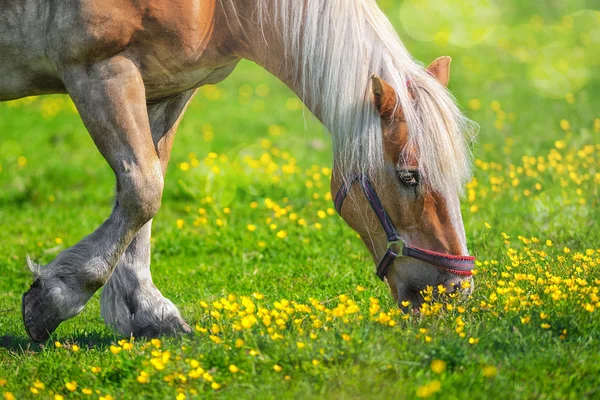Cavalo fechar ao ar livre em um dia ensolarado — Fotografia de Stock
