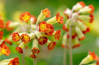 ayrıntılı bir kırmızı çiçekli primula veris veya çiçeği