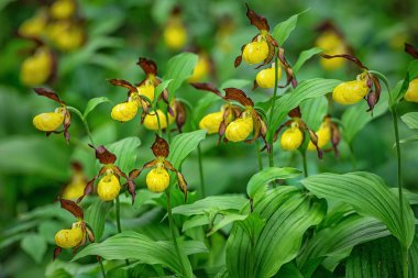 bayanın terlik orkide - cypripedium calceolus