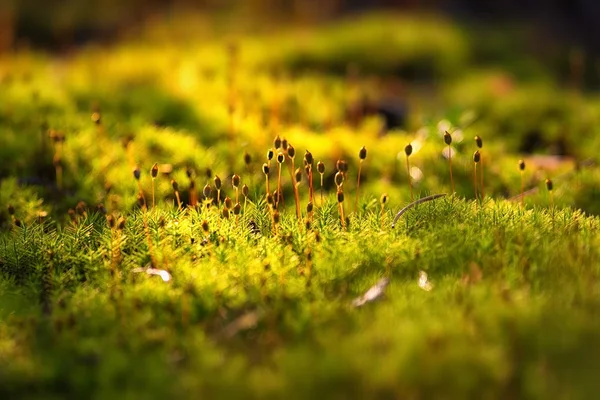Зеленый мох в течение вечера — стоковое фото