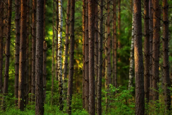 Ormanda gün batımı